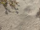 Tracks in Sand Dunes at Los Muertos Beach